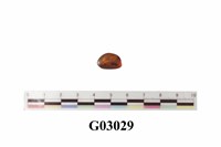 藏品(琥珀)的圖片